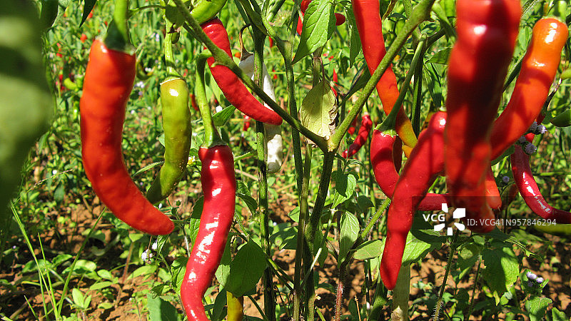 缅甸红辣椒植株图片素材
