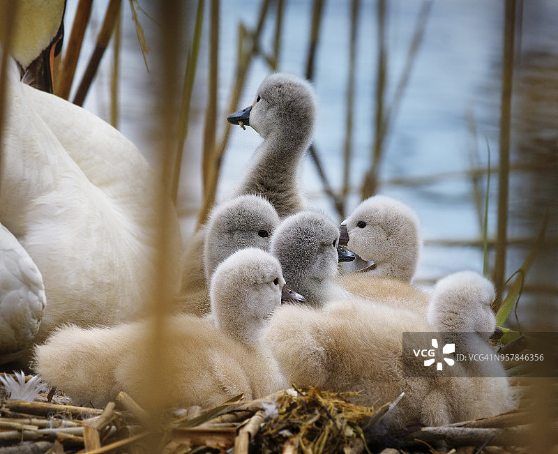马萨佩夸保护区巢中的疣鼻天鹅幼鸟图片素材