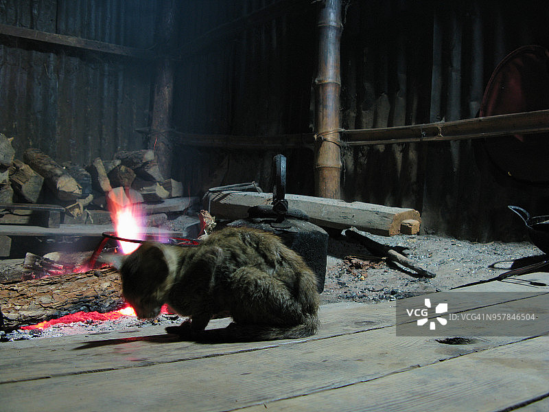 缅甸掸邦山区乡村的野猫图片素材