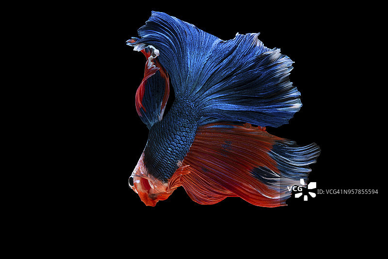 暹罗斗鱼图片素材