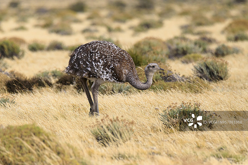 小美洲鸵鸟图片素材