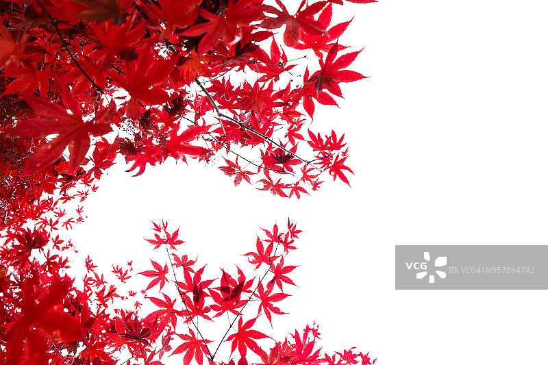 植物背景图片素材