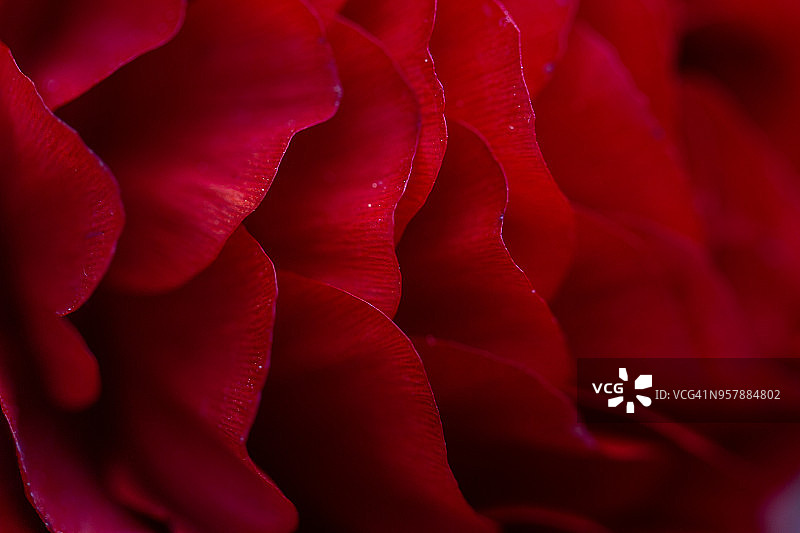 植物背景图片素材