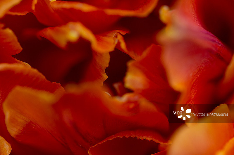 植物背景图片素材