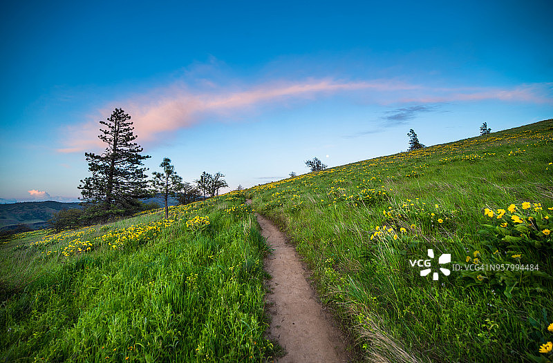 日落与野花图片素材