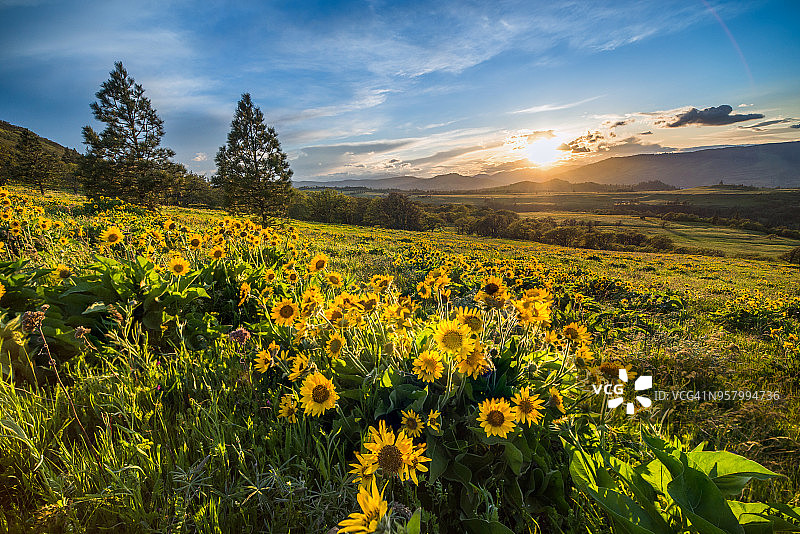 日落与野花图片素材