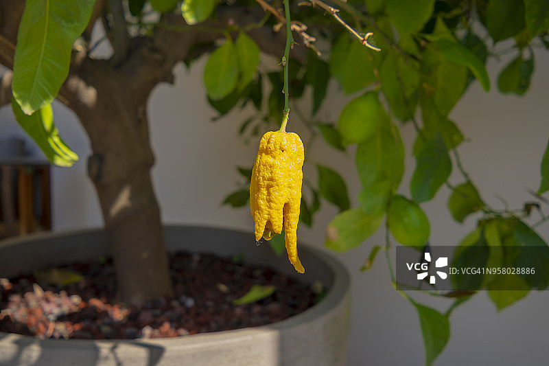 佛手柑图片素材