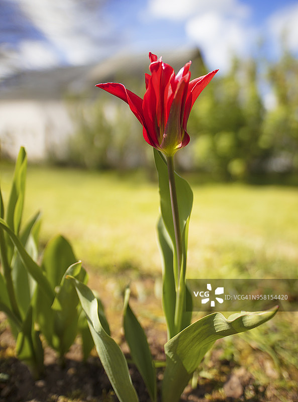 春季花园中的红色郁金香图片素材