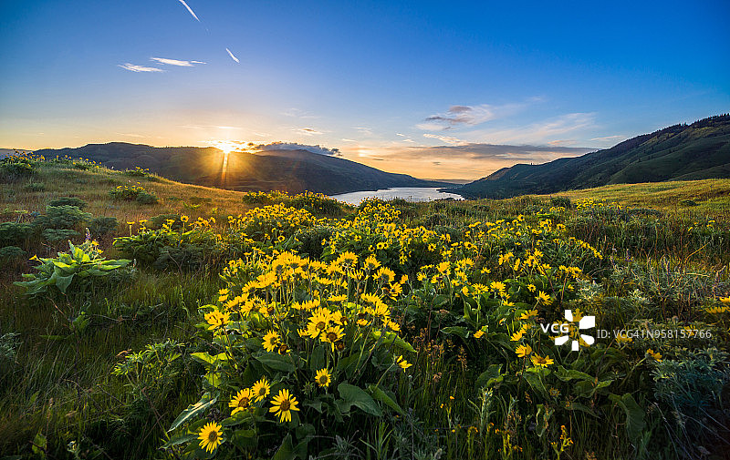 俄勒冈州罗威纳山脊 viewpoint 的美丽日出和野花图片素材