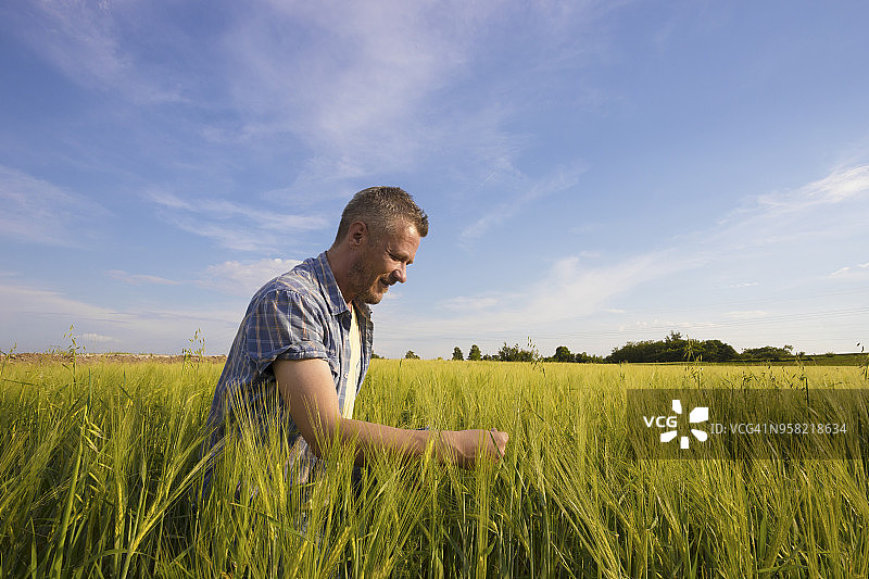快乐的农民在日落时检查麦田里的植物图片素材