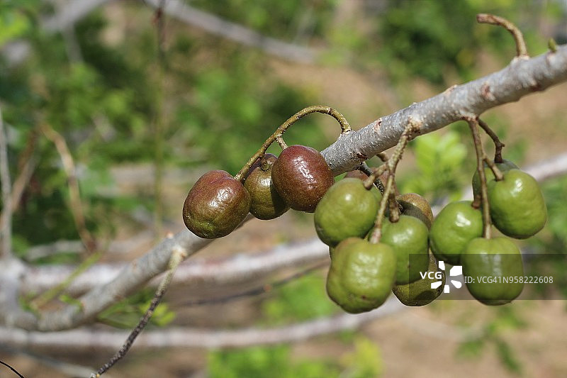 委内瑞拉瓜里科州的紫果漆树果实图片素材