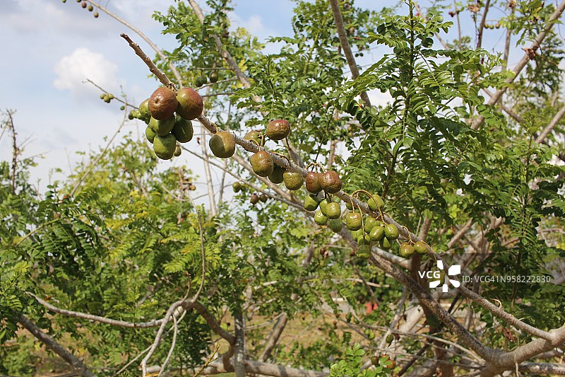 委内瑞拉瓜里科州的紫果漆树果实图片素材