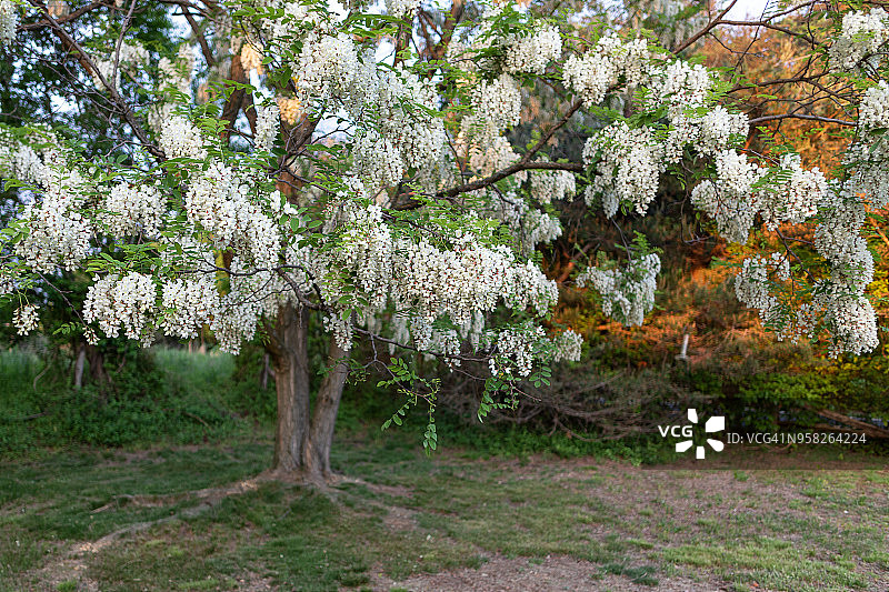 黑刺槐花朵图片素材