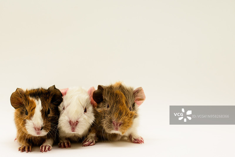 白色背景下的豚鼠宝宝特写，工作室拍摄图片素材