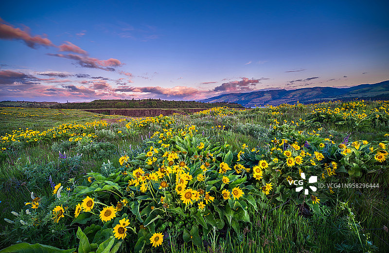 俄勒冈州哥伦比亚河峡谷日出时美丽的野花图片素材