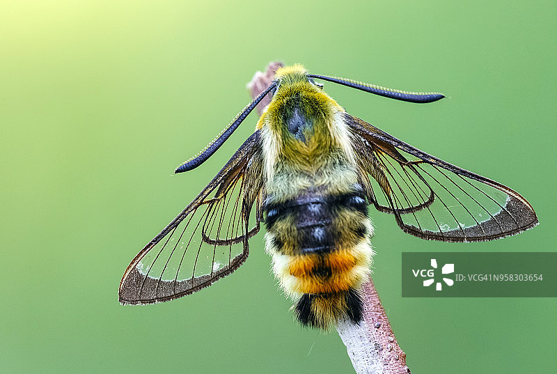 小透翅天蛾图片素材