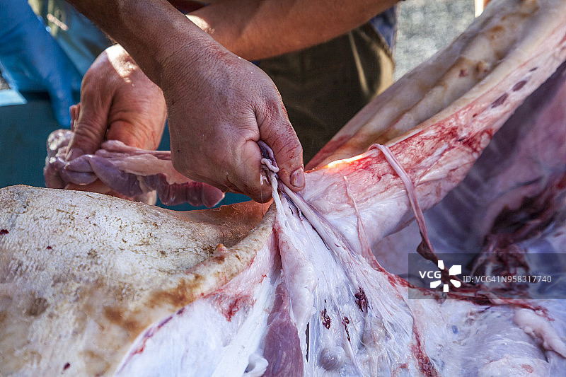 猪内脏图片素材
