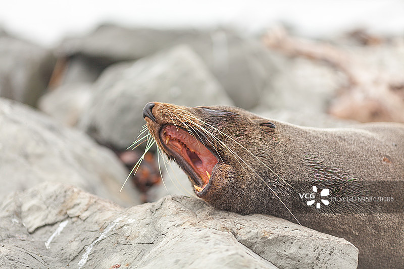 新西兰南岛凯库拉的海狮图片素材