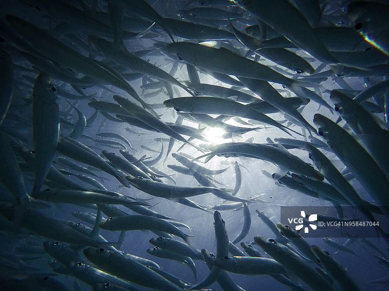 沙丁鱼群图片素材