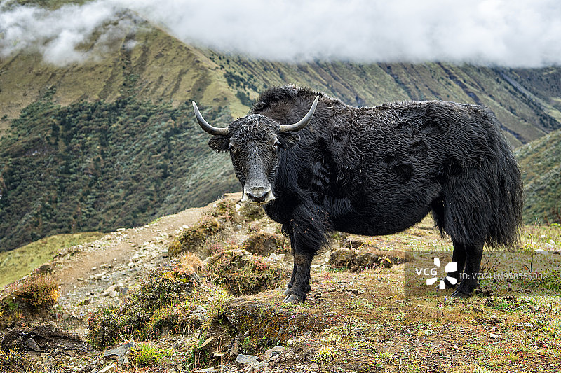 不丹廷布地区林石和切比萨之间的牦牛，雪人徒步图片素材