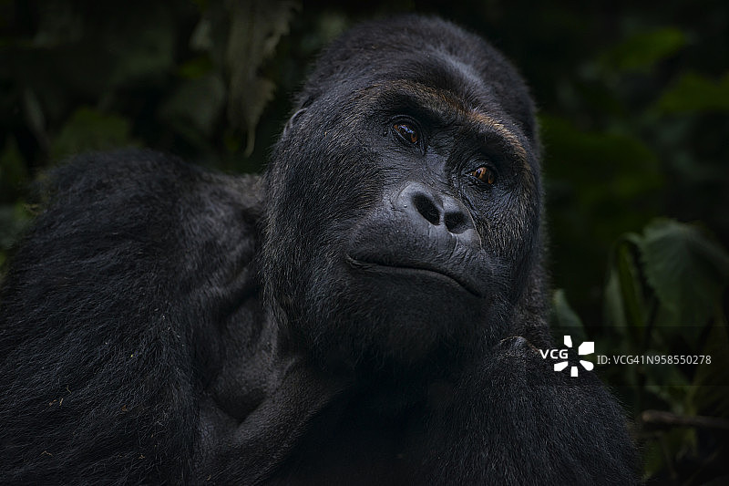 刚果银背东部低地大猩猩野生动物照图片素材