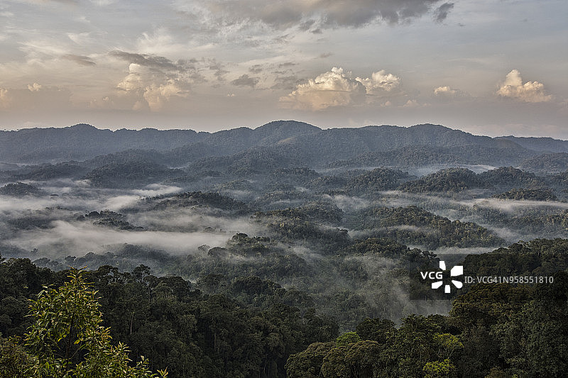 卢旺达热带雨林中的清晨薄雾图片素材