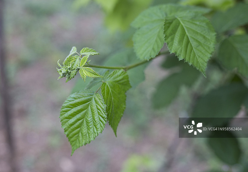 黑莓叶图片素材