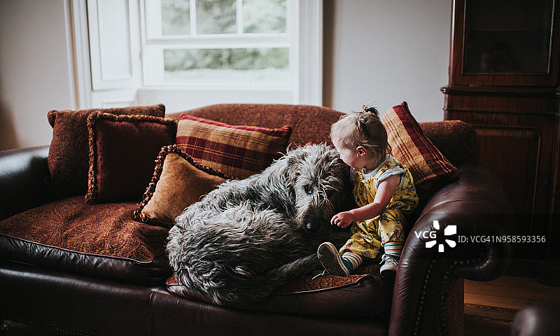 小女孩和巨大的爱尔兰猎狼犬图片素材