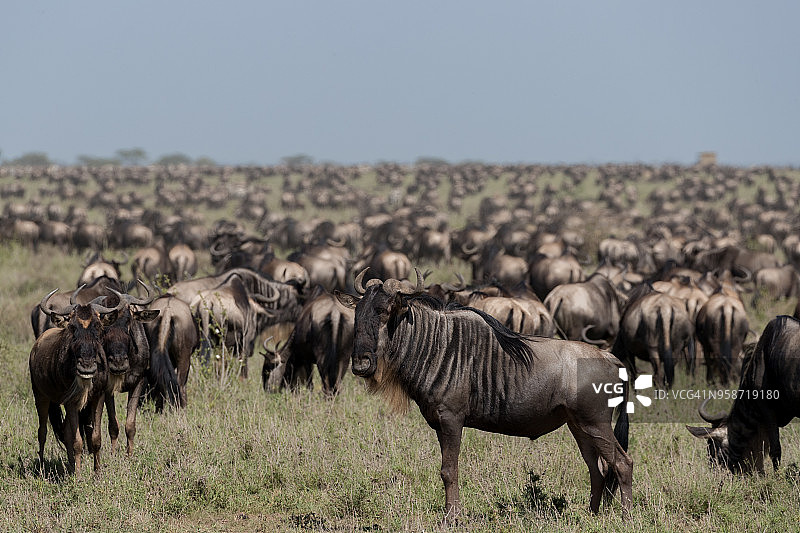 牛羚迁徙图片素材