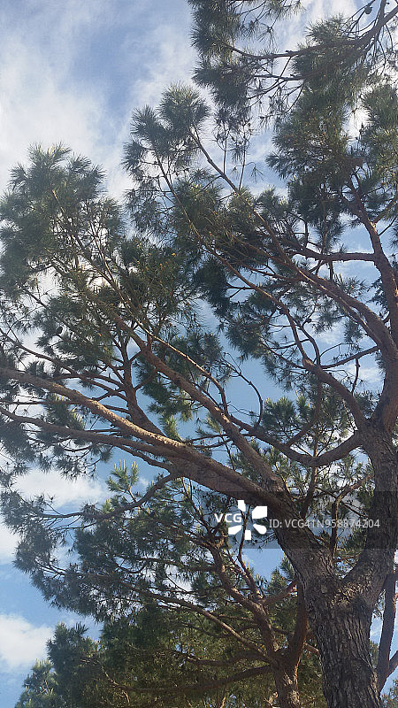 海松树冠图片素材