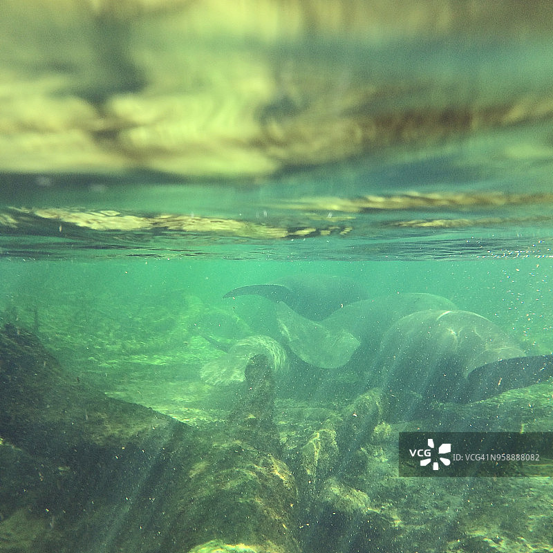 野生海牛群图片素材