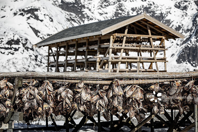挪威罗弗敦群岛阳光明媚的一天：鳕鱼干图片素材