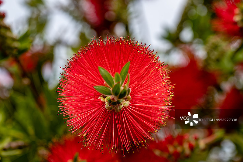 美丽的鲜红色刷子状花朵图片素材