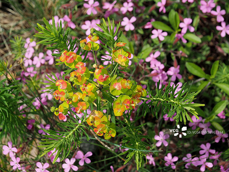 野生大戟和岩石皂草图片素材