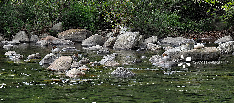 一群鸊鷉的山间溪流全景图片素材