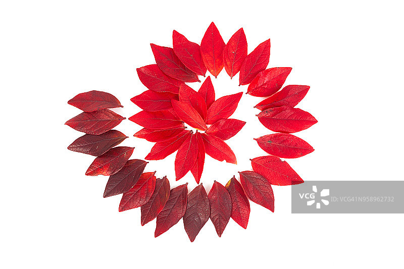 白色背景上的秋季红叶图片素材