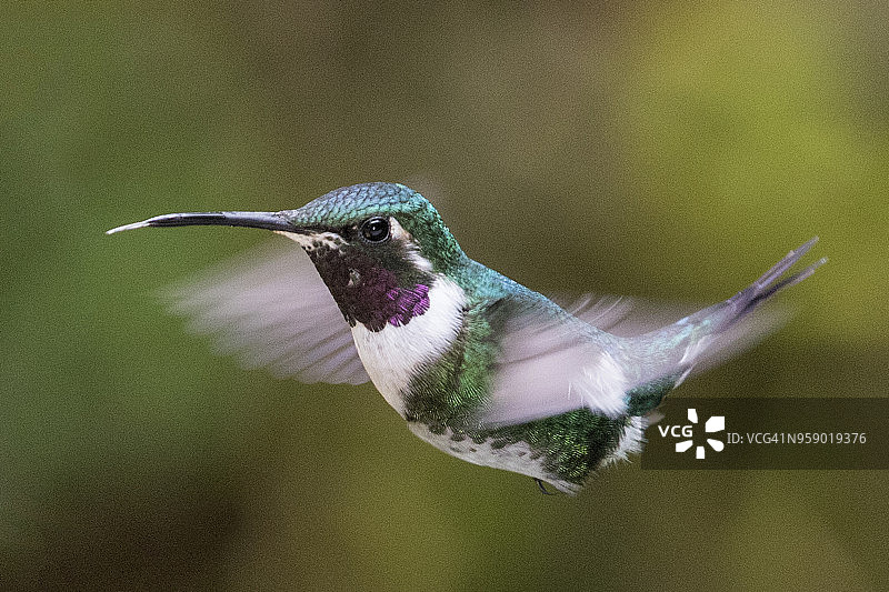 雄性白腹林星蜂鸟飞行图片素材