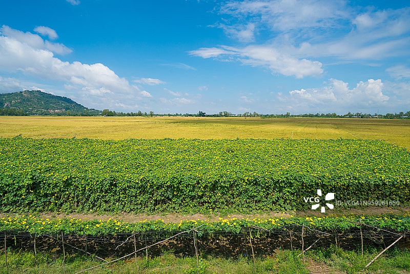 越南安江省周笃的绿色南瓜和黄色稻田图片素材