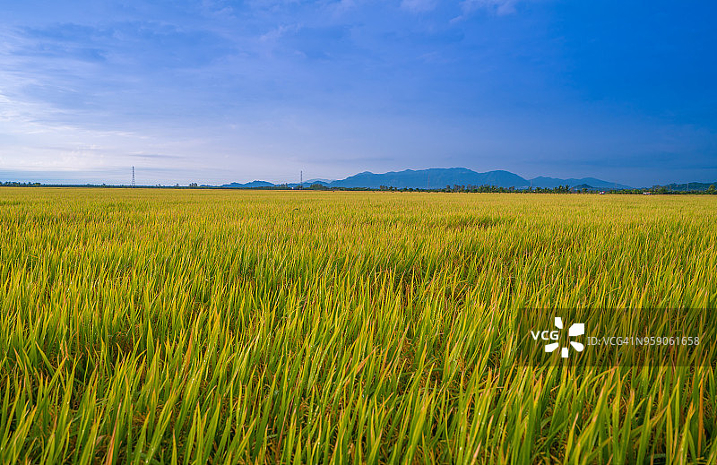 越南安江省朱笃的黄色稻田图片素材