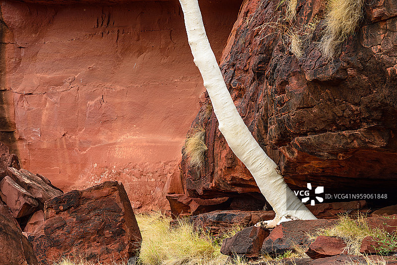 棕榈谷，芬克峡谷国家公园，澳大利亚北部地区图片素材