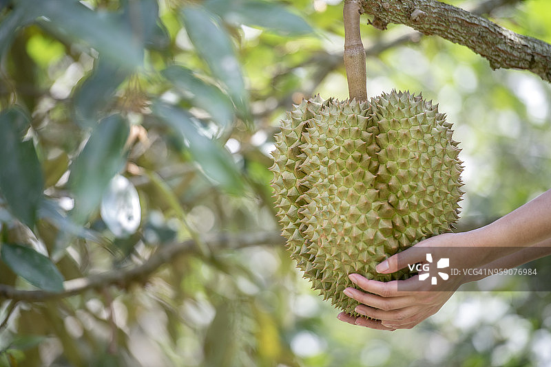 花园里的榴莲树，榴莲是亚洲水果之王图片素材