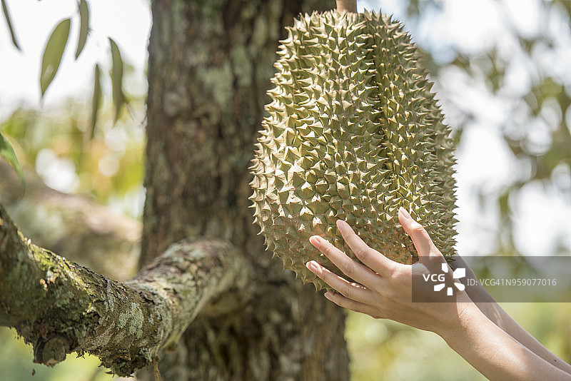 花园里的榴莲树，榴莲是亚洲水果之王图片素材
