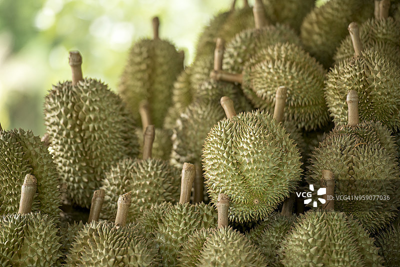 花园里的榴莲树，榴莲是亚洲水果之王图片素材