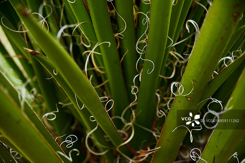 莫哈维丝兰图片素材