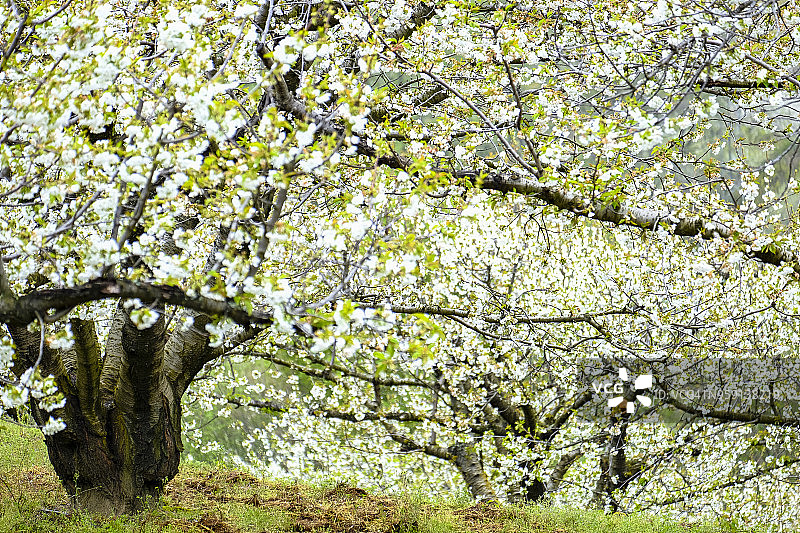 赫尔特山谷的樱桃树图片素材