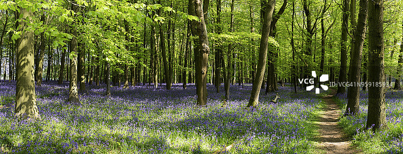 风铃草林地全景图片素材