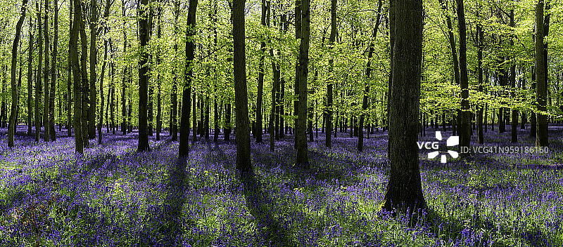 英国山毛榉林中的风铃草图片素材