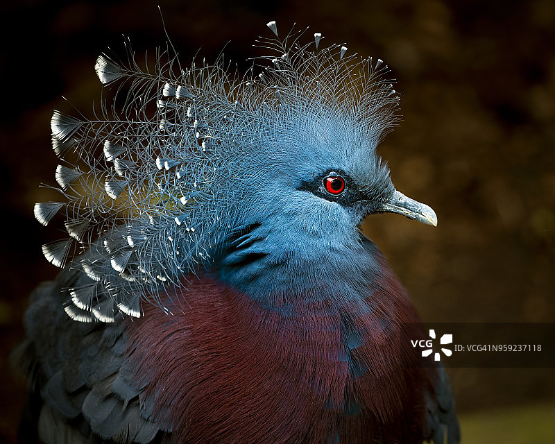 维多利亚加冕鸽子图片素材