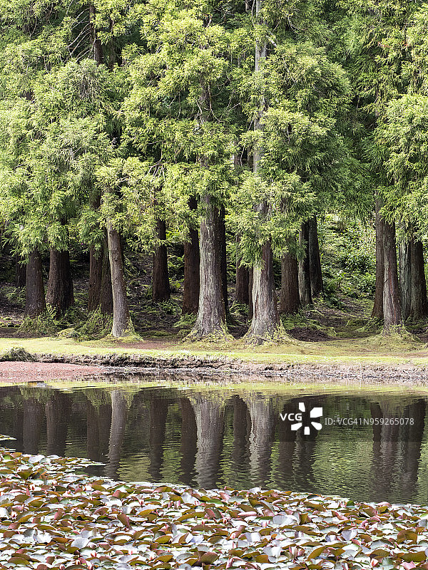 葡萄牙亚速尔群岛特塞拉岛湖中倒影的树林图片素材