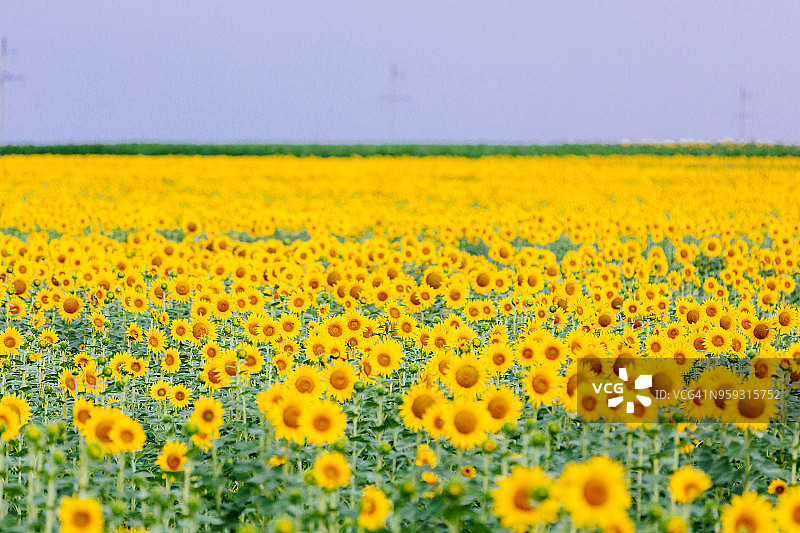 向日葵田图片素材